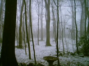my front yard, on a snowy day