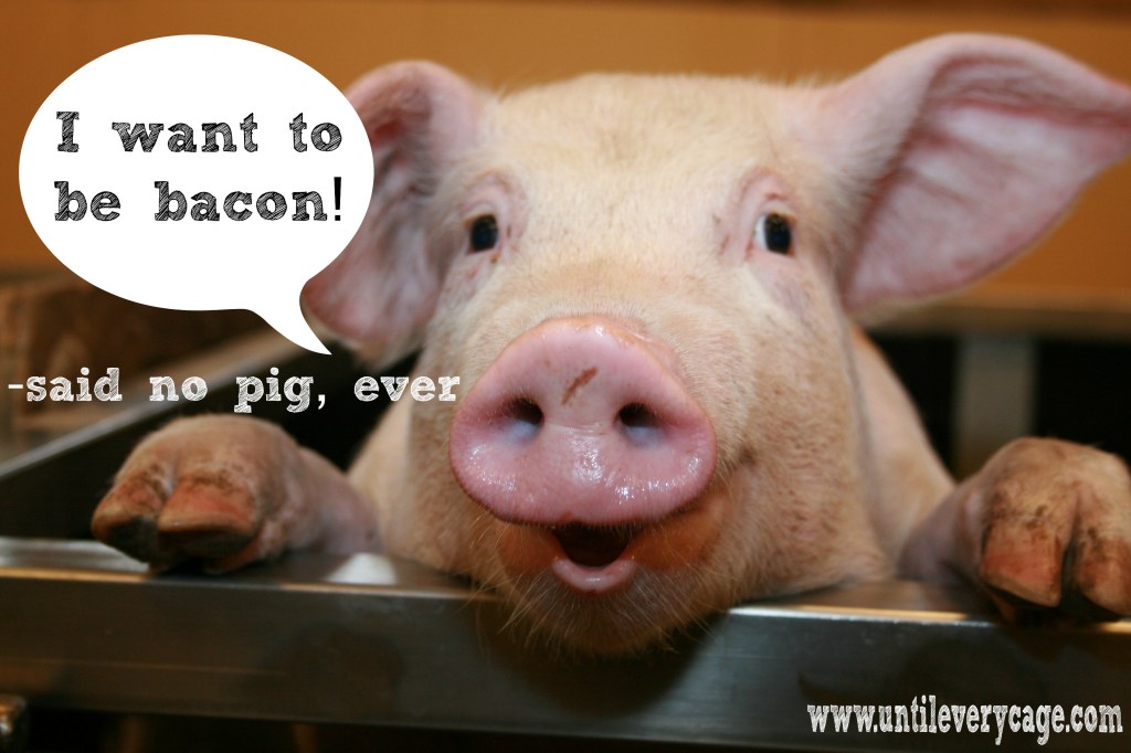 The Backstory: The Pig and&nbsp;I