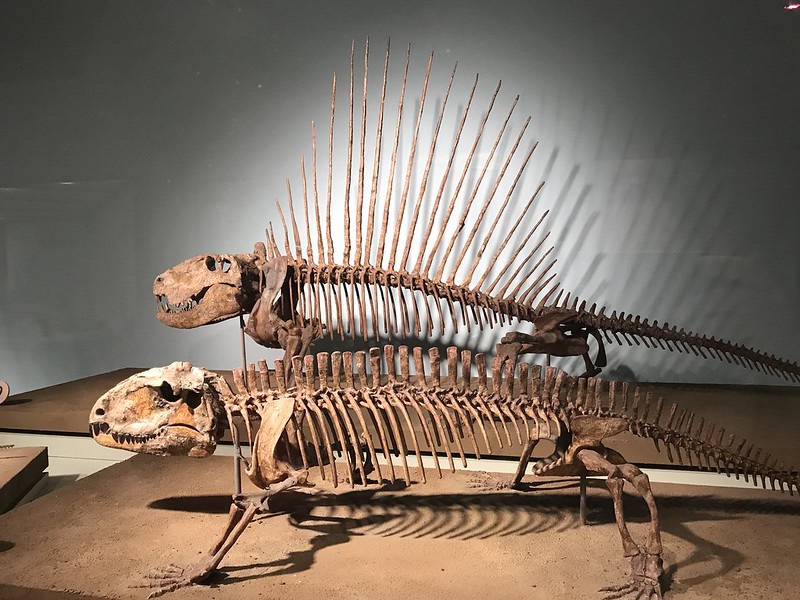 Chicago Field Museum fossils